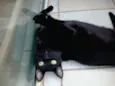 Bibizinha