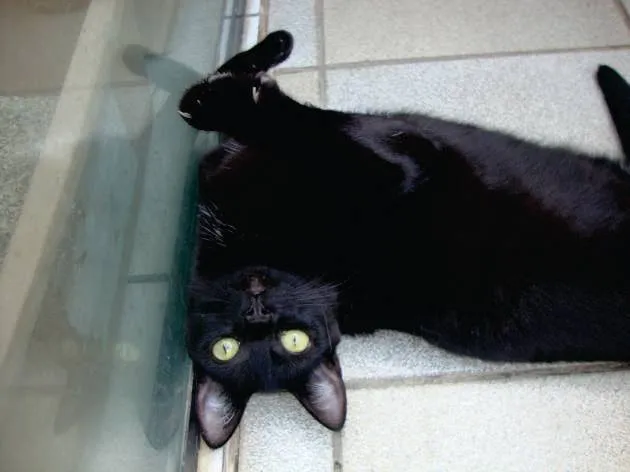 Gato ra a SRD idade 1 ano nome Bibizinha