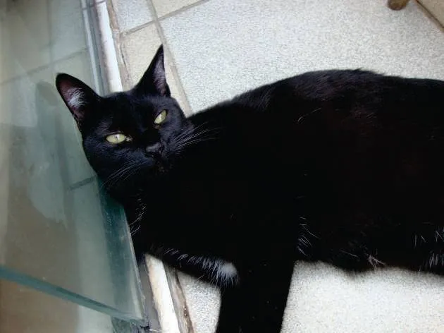 Gato ra a SRD idade 1 ano nome Bibizinha