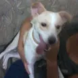 Holly