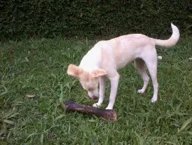 Cachorro ra a SRD idade 2 anos nome Holly