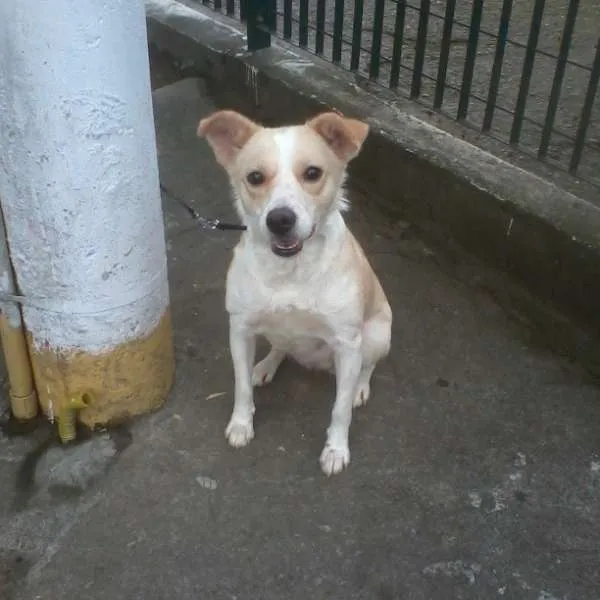 Cachorro ra a SRD idade 2 anos nome Holly