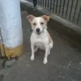 Holly