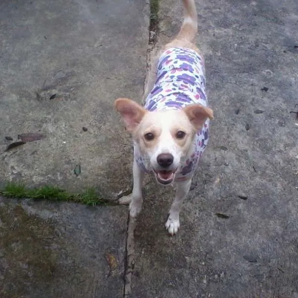 Cachorro ra a SRD idade 2 anos nome Holly