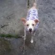 Holly