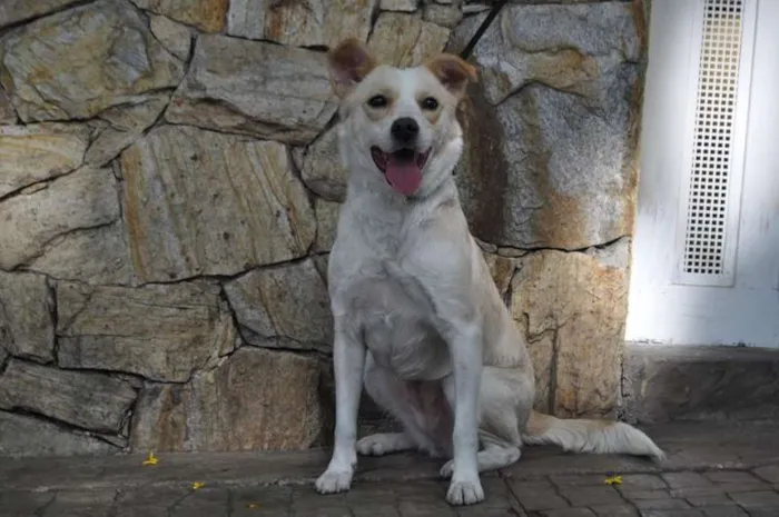 Cachorro ra a SRD idade 2 anos nome Holly