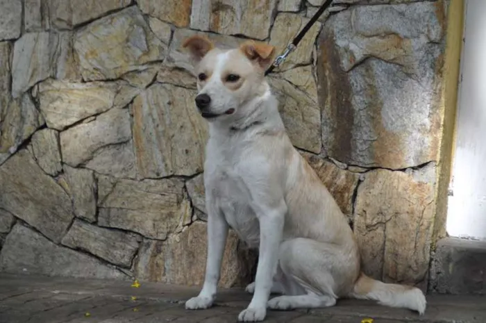 Cachorro ra a SRD idade 2 anos nome Holly