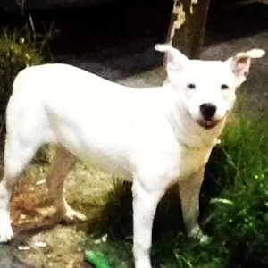 Cachorro raça Pit-Bull idade 7 a 11 meses nome Torah