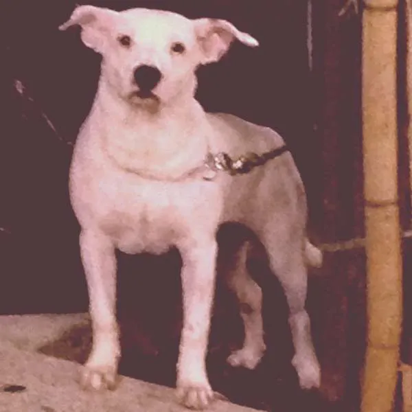 Cachorro ra a Pit-Bull idade 7 a 11 meses nome Torah
