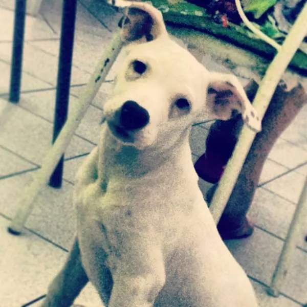 Cachorro ra a Pit-Bull idade 7 a 11 meses nome Torah