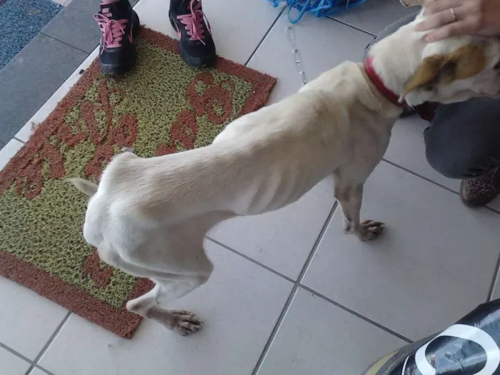 Cachorro ra a  idade 1 ano nome Laís