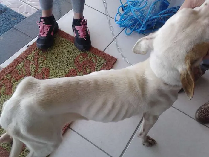 Cachorro ra a  idade 1 ano nome Laís