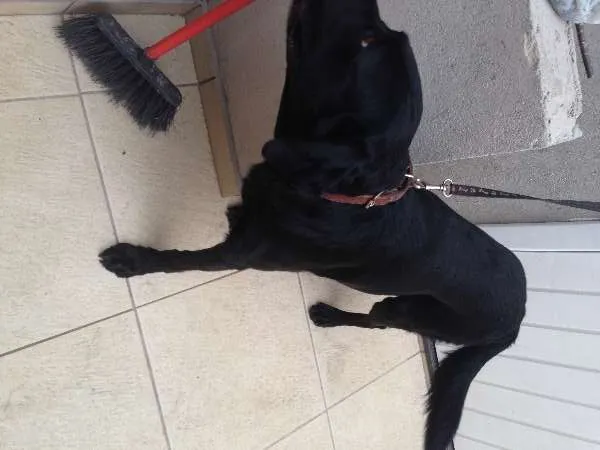 Cachorro ra a Labrador idade 3 anos nome ????