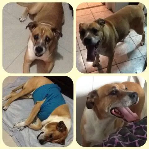 Cachorro ra a SRD idade 6 ou mais anos nome Mix de Boxer