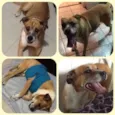 Mix de Boxer