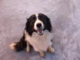 Chip