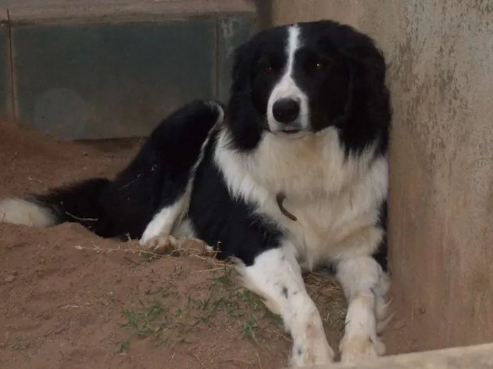 Cachorro ra a Border Collie idade 6 ou mais anos nome Chip