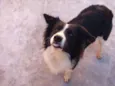 Chip