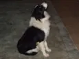 Chip