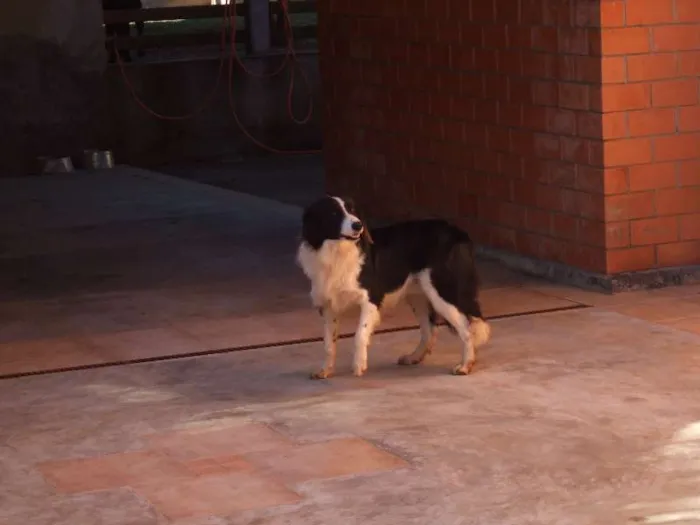 Cachorro ra a Border Collie idade 6 ou mais anos nome Chip