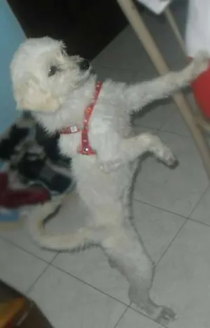 Cachorro raça Mistura de Poodle idade 2 a 6 meses nome Branca