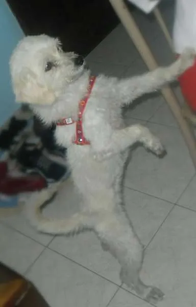 Cachorro ra a Mistura de Poodle idade 2 a 6 meses nome Branca