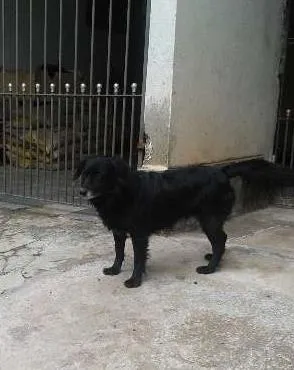 Cachorro ra a SRD idade 5 anos nome Nicoli