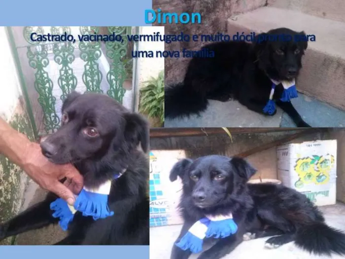 Cachorro ra a SRD idade 2 anos nome Dimon
