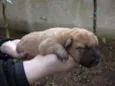 são varios animais
