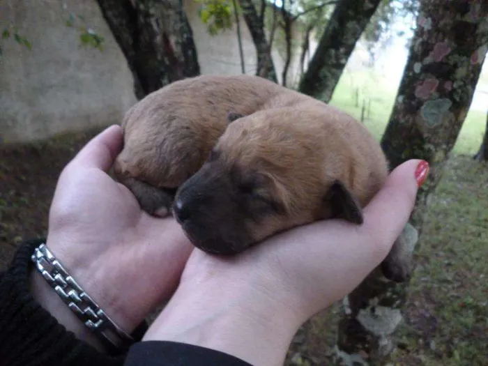 Cachorro ra a SRD idade Abaixo de 2 meses nome são varios animais