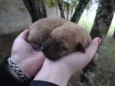 são varios animais