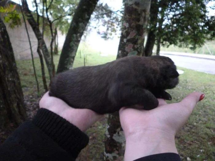 Cachorro ra a SRD idade Abaixo de 2 meses nome são varios animais
