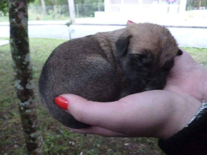 Cachorro ra a SRD idade Abaixo de 2 meses nome são varios animais