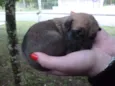 são varios animais