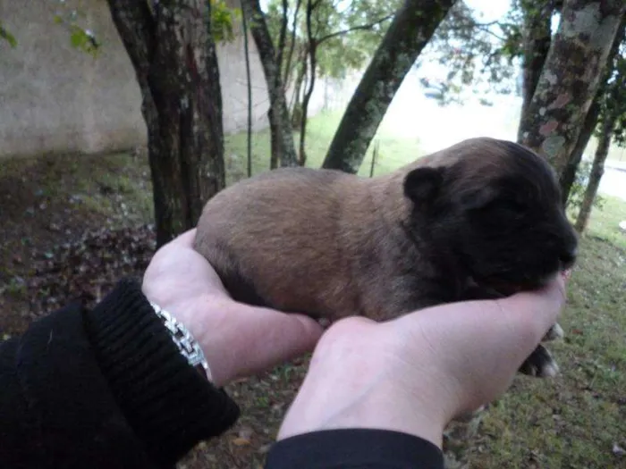 Cachorro ra a SRD idade Abaixo de 2 meses nome são varios animais