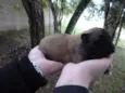 são varios animais