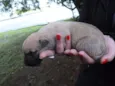 são varios animais