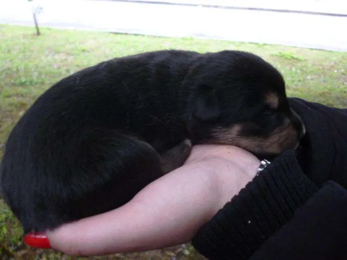 Cachorro ra a SRD idade Abaixo de 2 meses nome são varios animais