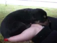 são varios animais