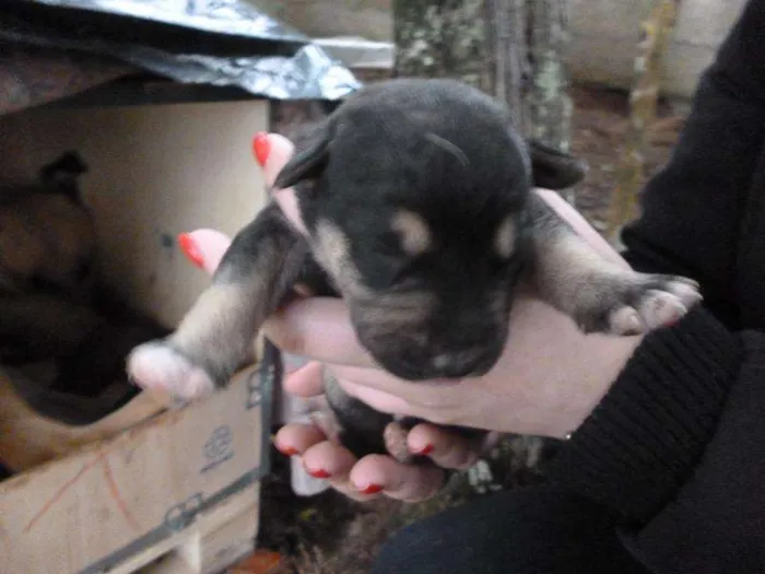 Cachorro ra a SRD idade Abaixo de 2 meses nome são varios animais