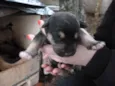 são varios animais