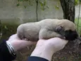 são varios animais