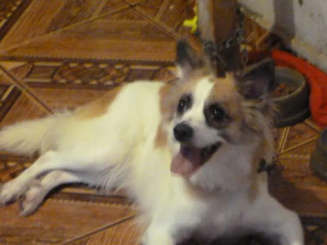 Cachorro ra a Mesclado idade 2 anos nome Kiara
