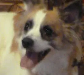 Cachorro ra a Mesclado idade 2 anos nome Kiara