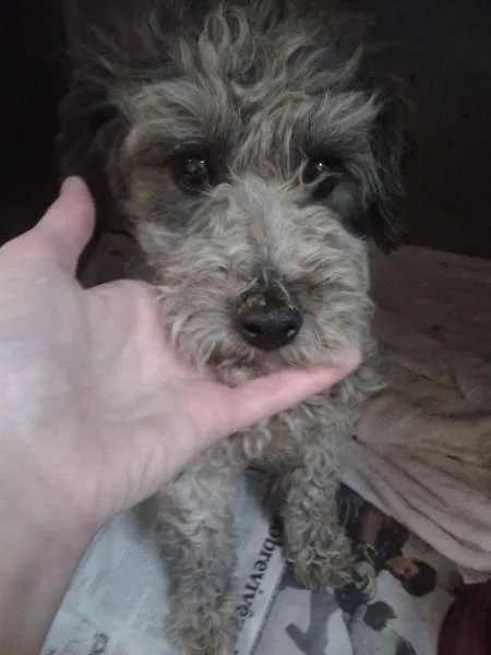 Cachorro ra a Poodle idade 1 ano nome sn