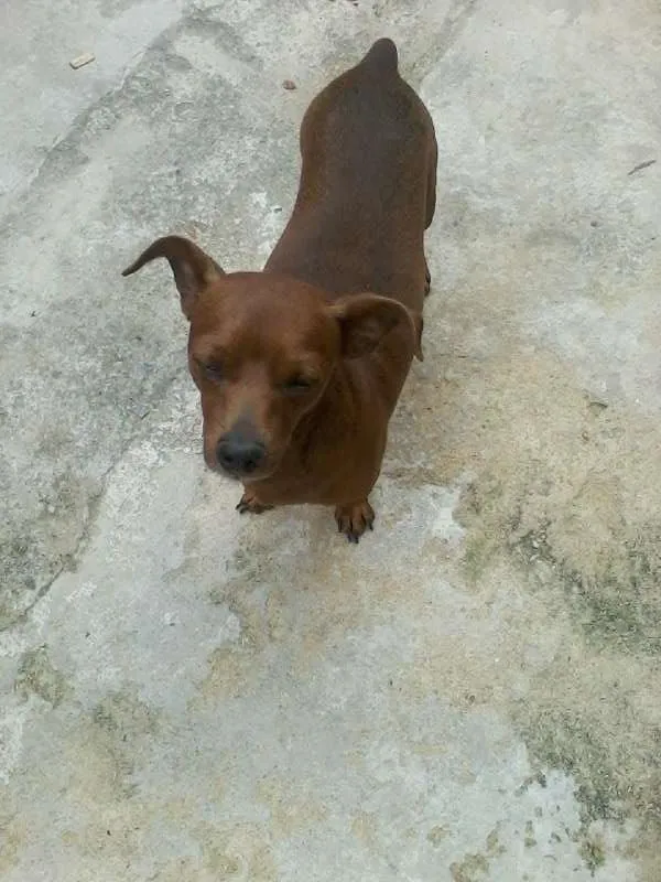Cachorro raça Pinscher idade 2 a 6 meses nome Mylon