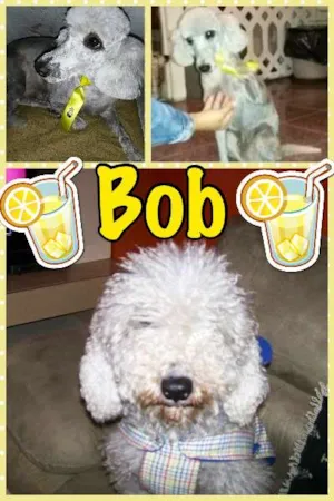 Cachorro raça POODLE idade 4 anos nome BOB