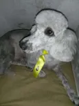BOB