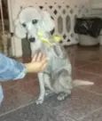 BOB