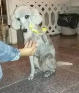 Cachorro ra a POODLE idade 4 anos nome BOB